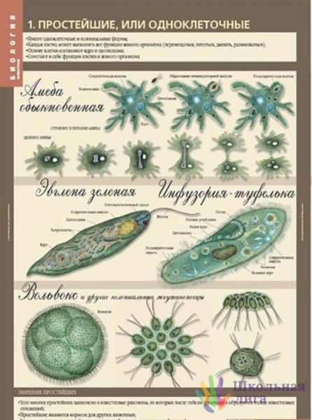 Карточки простейшие. Одноклеточные животные. Типы одноклеточных. Простейшие. Биология одноклеточные.